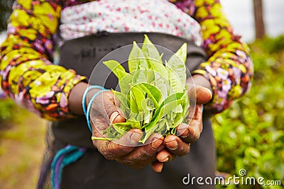 Tea plantation Stock Photo