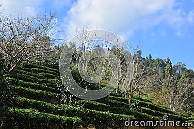 Tea plantation on hill Stock Photo