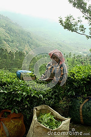 Tea plantation, India Editorial Stock Photo