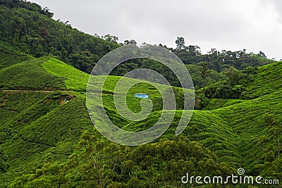 Tea plantation in Cameron highlands. Green Tea garden mountain range. Tea before harvest. Tea plantation terrace and texture Stock Photo