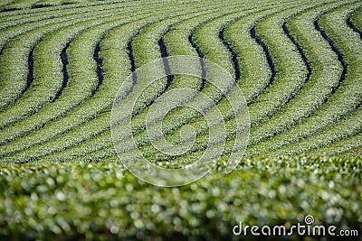 Tea plantation landscape at Chiang Rai Stock Photo