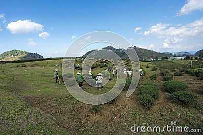 Tea plantation landscape on clear day, with Vietnamese farmers working on the farm Editorial Stock Photo