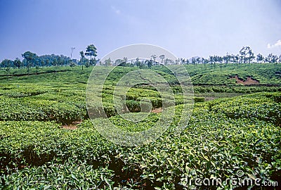 Tea gardens at Nelliyampathy Kerala Stock Photo