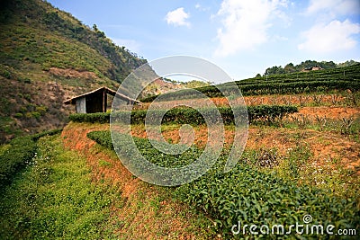 Tea plantation Stock Photo