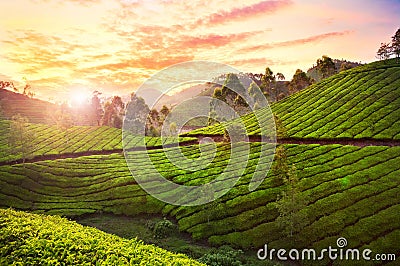 Tea plantation in Munnar Stock Photo