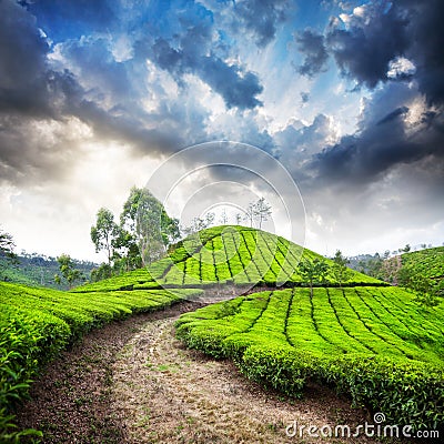 Tea plantation in Munnar Stock Photo