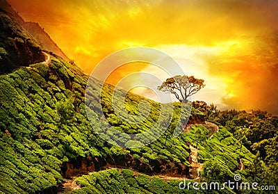 Tea plantation in Munnar Stock Photo