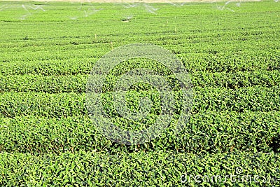 Tea plantation Stock Photo
