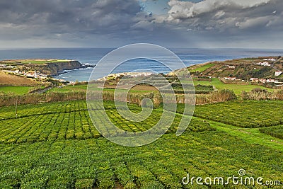 Tea plantation Porto Formoso Stock Photo