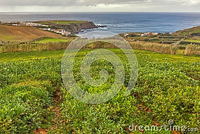 Tea plantation Porto Formoso Stock Photo