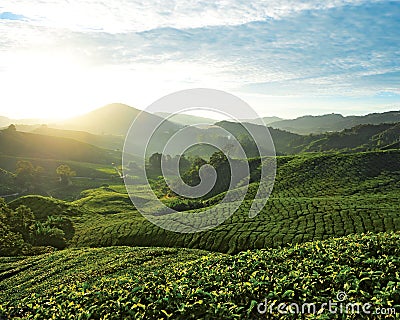 Boh Tea Plantations Editorial Stock Photo