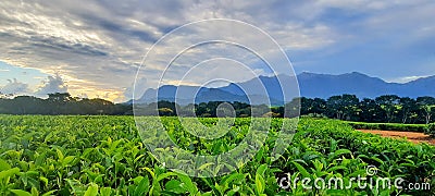 Tea plantation in Southern Malawi Stock Photo