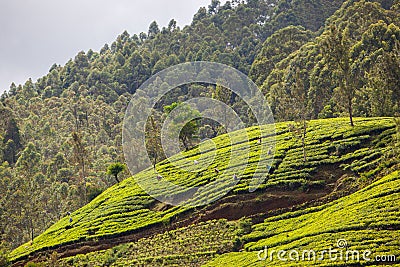 Tea plantation at Sri Lanka Stock Photo