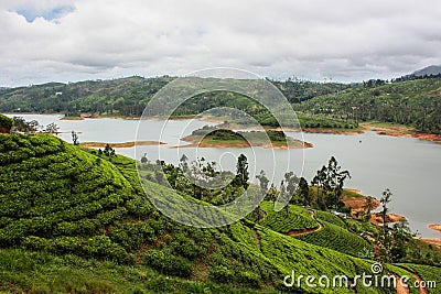 Tea plantation in Sri Lanka, Nowember 2011 Editorial Stock Photo