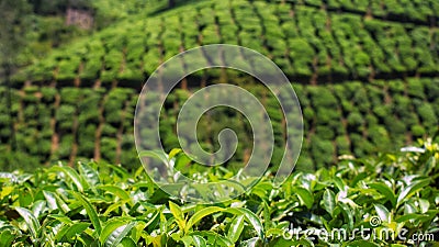 Tea Plantation at Thekkady in Kerala Stock Photo