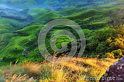 Tea plantation valley at sunrise Stock Photo