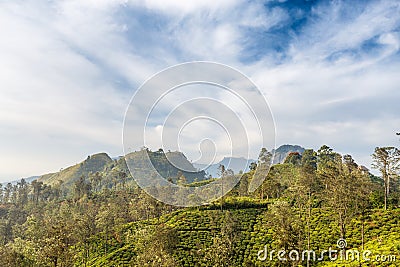 Tea plantation. View of the mountain Little Adam's Peak. Stock Photo