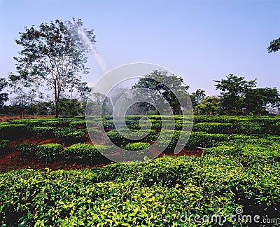 Tea plantations 12 Stock Photo