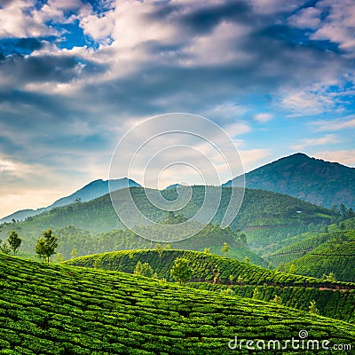 Tea plantations Stock Photo