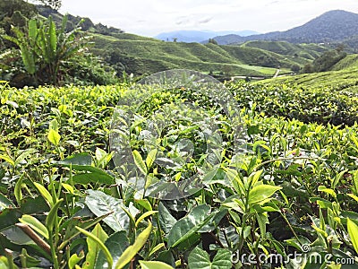 Tea plantation terraces in Malaysia Stock Photo