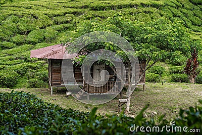 Tea plantations Cameron Valley. Green hills in the highlands of Malaysia. Tea production. Green bushes of young tea Stock Photo