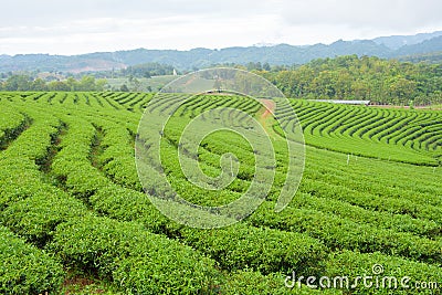 Tea Plantations Stock Photo