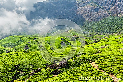 Tea plantations, Munnar, Kerala state, India Stock Photo