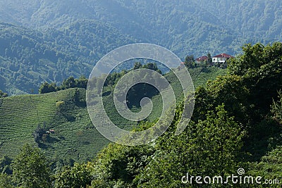 Tea plantations, Rize, Turkey Stock Photo