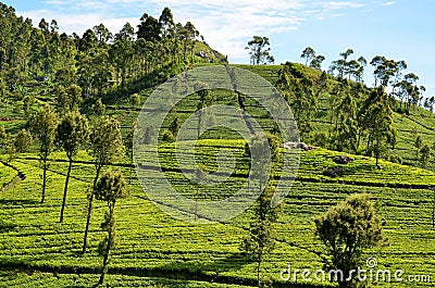 Tea plantations during the sunrise, Sri Lanka Stock Photo