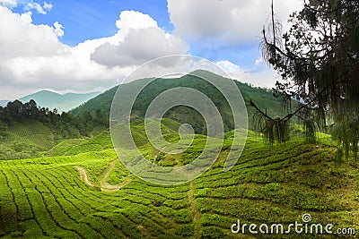 Tea plants cameron highlands Stock Photo