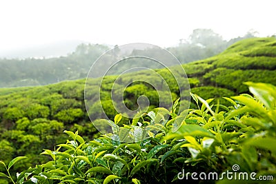 Tea plants cameron highlands Stock Photo