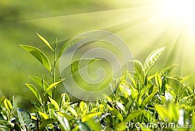 Tea plants in sunbeams Stock Photo