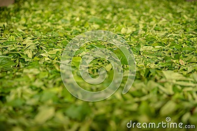 Tea plants the tea harvest in the he Handunugoda Tea Estate and Tea Museum. Ahangama, Sri Lanka Stock Photo