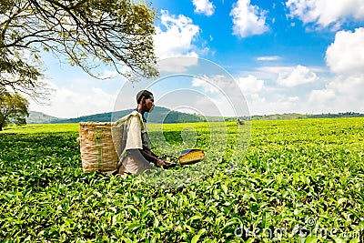 Tea Picker. Man in tea plantation picking the young tea leaves. Collecting tea in farm land, Uganda Editorial Stock Photo