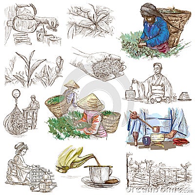 Tea Processing. Agriculture. An hand drawn illustration. Cartoon Illustration