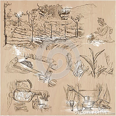 Tea Processing. Agriculture. An hand drawn vector illustration. Vector Illustration