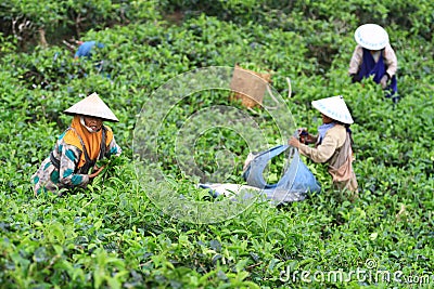 Tea Production Quality Editorial Stock Photo