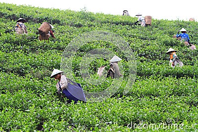 Tea Production Quality Editorial Stock Photo