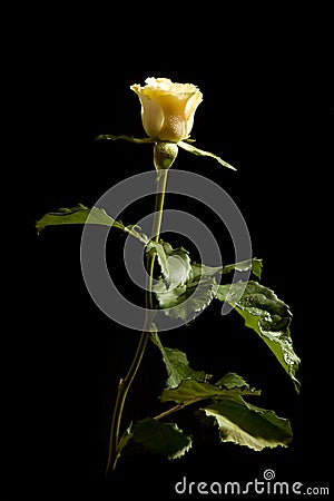 Tea rose Stock Photo