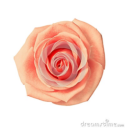 Tea rose beige color Stock Photo