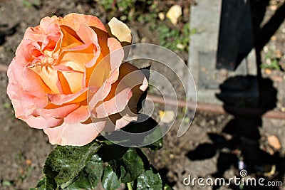 A tea rose casts a shadow on the ground. Stock Photo