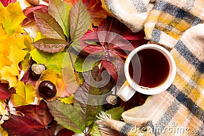 Tea and scarf with colarfull leaves. Autumn and cozy concept Stock Photo