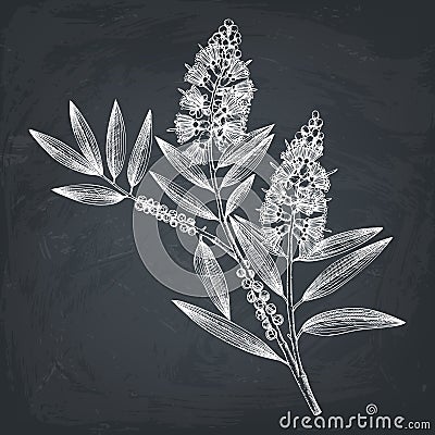 Hand drawn tea tree tea olive sketches on white background. Cosmetics and medical myrtle plant. Vector cajeput tree botanical dr Stock Photo