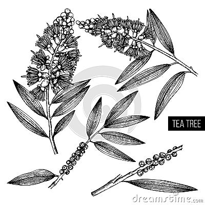Vintage collection of Hand drawn tea tree tea olive sketches on white background. Cosmetics and medical myrtle plant. Vector caj Stock Photo