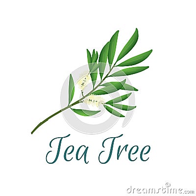 Tea tree branch with flowers and leaves. Malaleuca or tea tree design composition. Vector illustration for web or print Vector Illustration