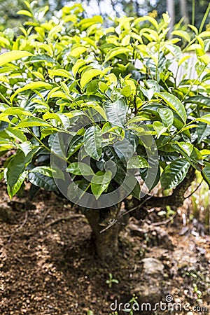 Tea tree entirely on the ground Stock Photo