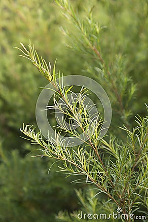 Tea tree sprig Stock Photo