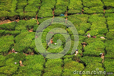 Tea workers harvesting tea in the green lush tea plantation hills and mountains around Munnar, Kerala, India Stock Photo