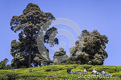 Tea workers with tea harvesters harvesting tea in the green lush tea hills and mountains of Munnar, Kerala, India Editorial Stock Photo