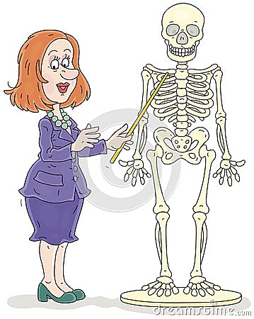 Anatomy lesson with a skeleton at school Vector Illustration